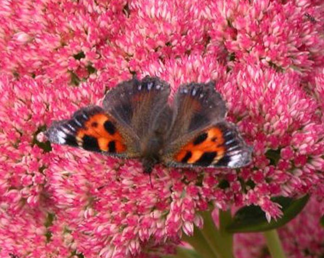 Aglais urticae (Britain) - (Internet Image property of respective owner, non-commercial use only)